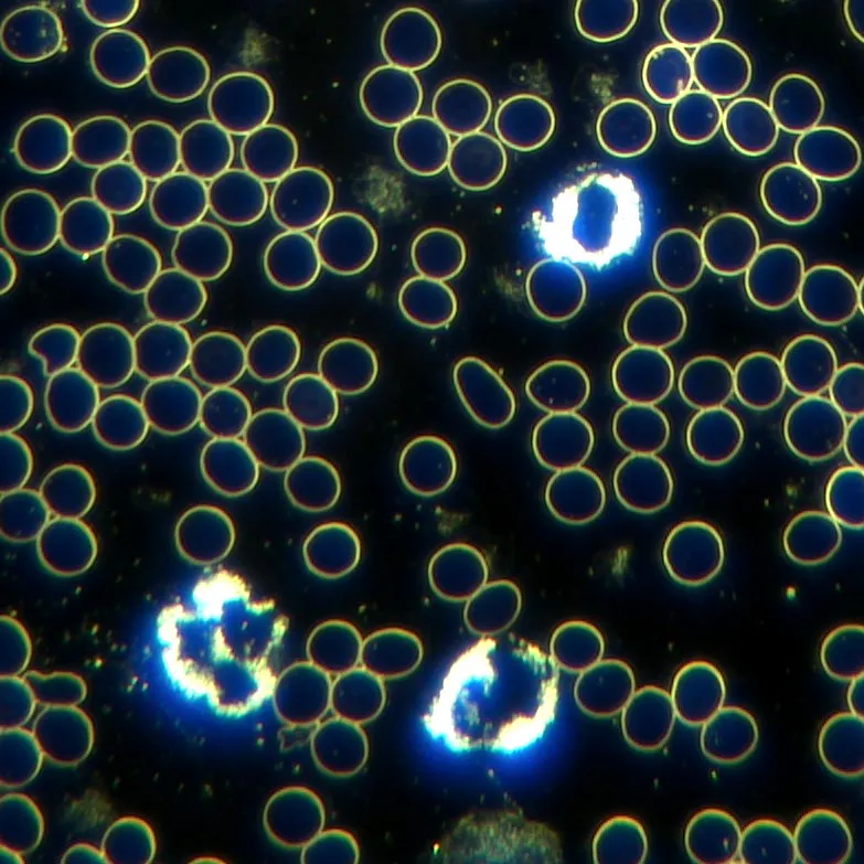 Informasjon om våre kurs